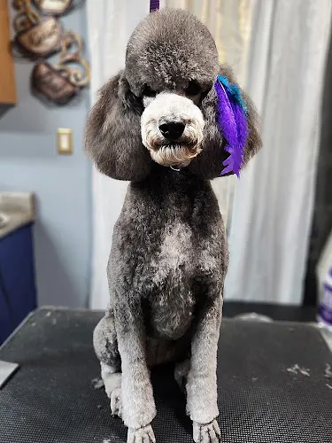 Fluff-It Mobile Grooming - Image 1