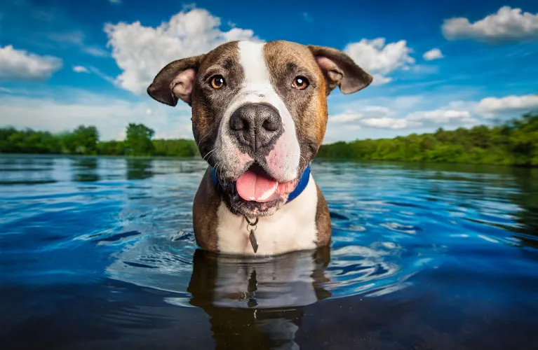 DOG-on-GO Mobile Grooming - Image 1