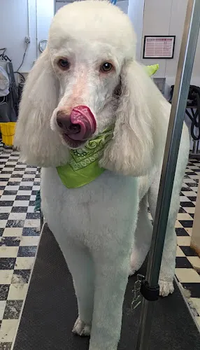 Tee’s Hound Lounge (Grooming & Boarding) - Image 1