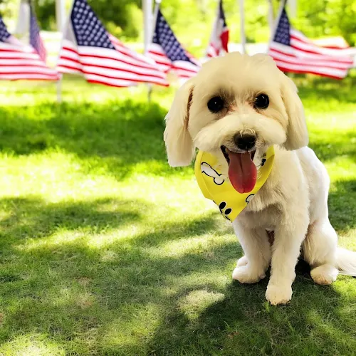 AT SUNNYVILLE MOBILE GROOMING - Image 1