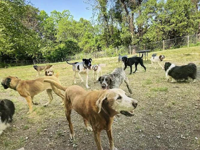 The K-9 Collective - Image 1