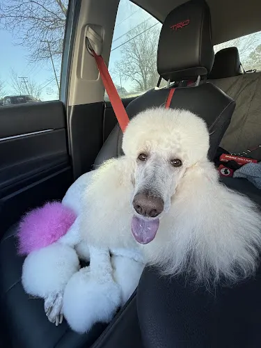 Whiskers Nails & Puppy Dog Tails - Image 1