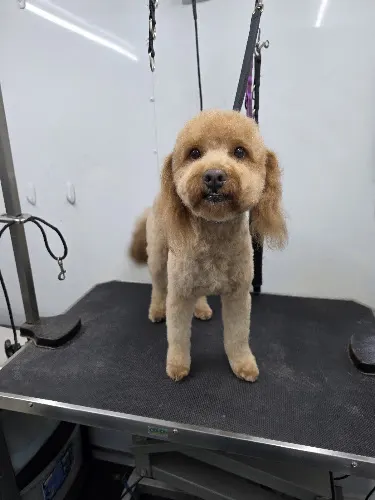 Blueberries Mobile Pet Spa - Image 1
