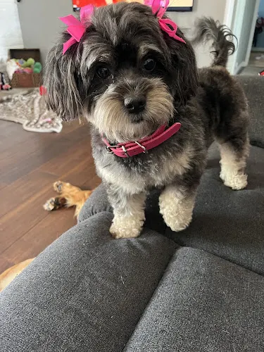 Bowser's Natural Pet Grooming - Image 1