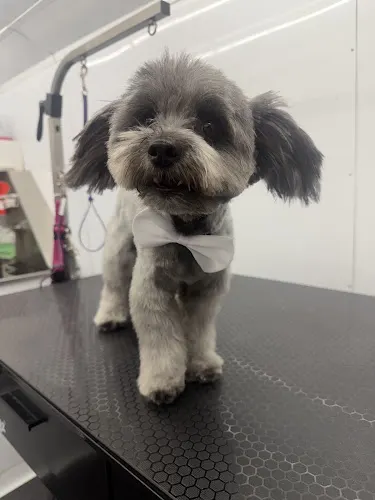 Scruffy Bubbles Mobile Grooming - Image 1