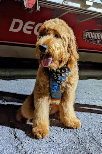 Scrubby Doo Mobile Doggie Spa - Image 1