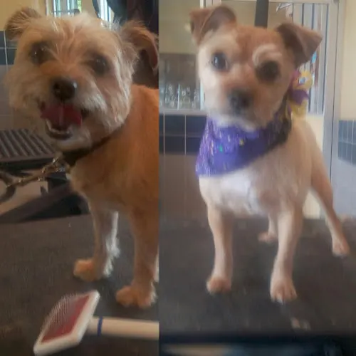 Pawsitive Radiance Pet Care - Image 1