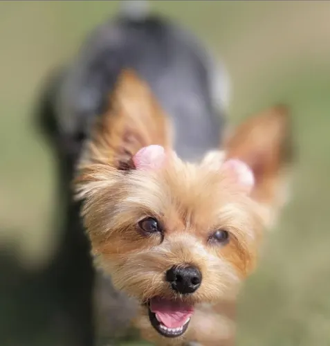 Tail Waggers Pet Resort - Image 1