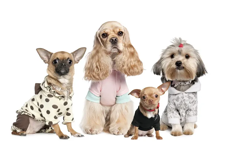 Showfur LLC Mobile Pet Grooming - Image 1