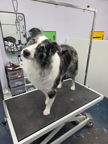 Nature's Design Dog Spa | Pet Groomer - Image 1