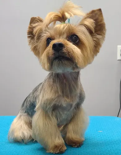Glam Grooms Luxury Dog Grooming - Image 1