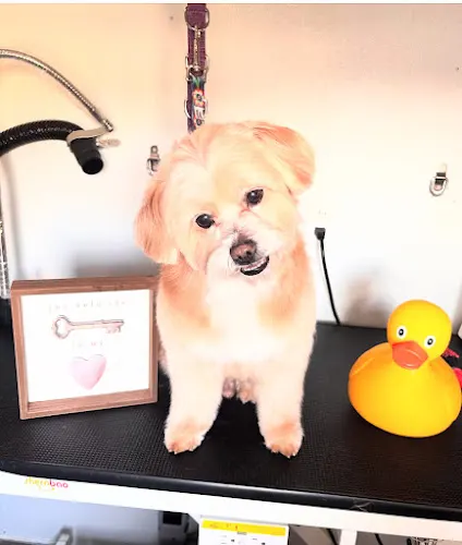 Sanroo Mobile Dog Grooming - Image 1