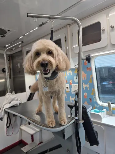 Dunk'n Dogs Mobile Grooming - Image 1