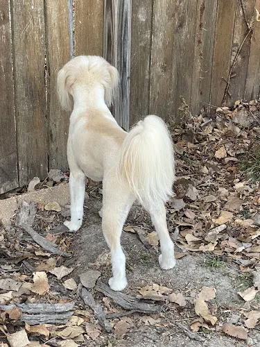 All Dogs Mobile - Image 1