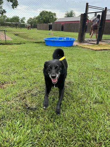 KT Dog Ranch and Kennel - Image 1
