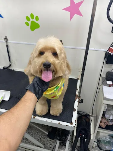K & M Mobile Pet Grooming - Image 1