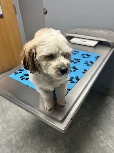 VCA Beech Road Animal Hospital - Image 1
