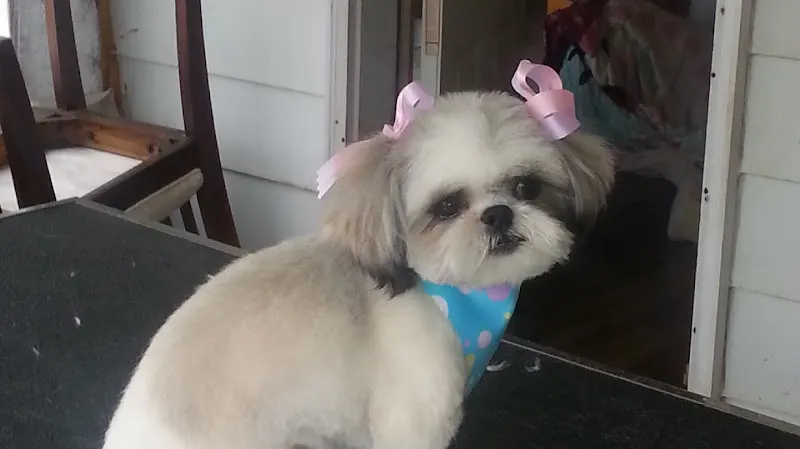 Erikas Small Breeds Dog Grooming - Image 1