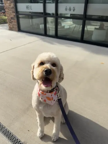 Woof Gang Bakery & Grooming Wendell - Image 1