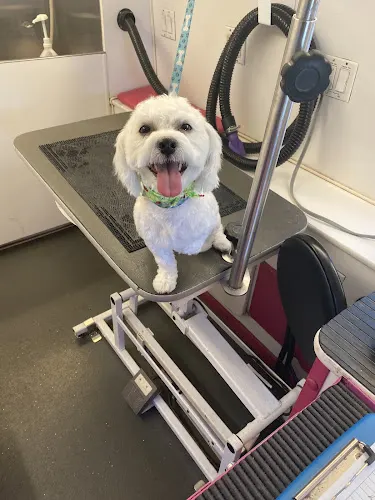 Canine Concierge Mobile Grooming Spa - Image 1