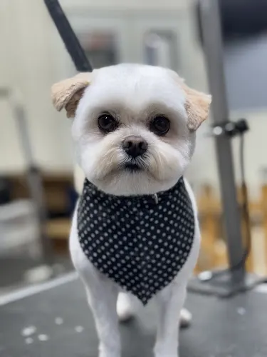 Marlee and Me Dog Grooming LLC - Image 1
