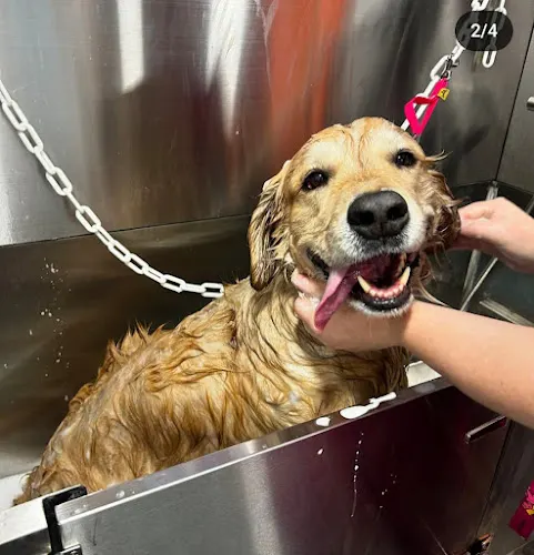 Happy Tails Pet Spa - Image 1