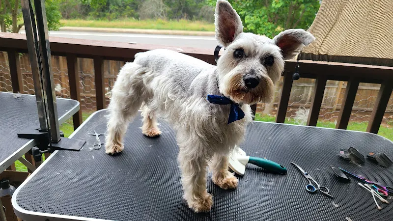 Layer of Hair - Darling Dogs - Traveling Alpha LLC in San Antonio, TX