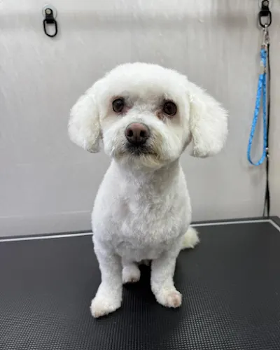 Lord Mobile Pet Grooming - Image 1