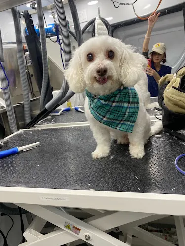 Bark & Bounce Mobile Grooming - Image 1
