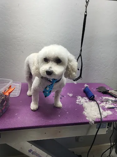 Unique's mobile grooming - Image 1