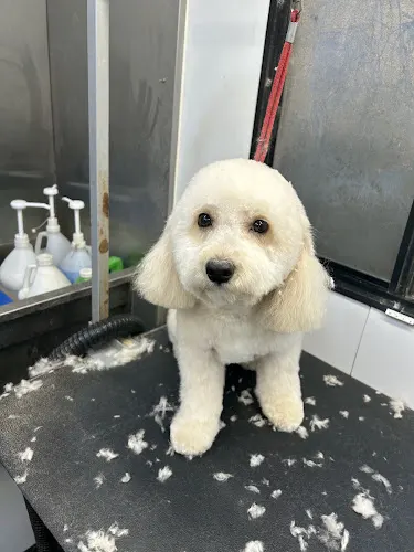 TOP DAWG MPG SERVICES LLC MOBILE PET GROOMING - Image 1
