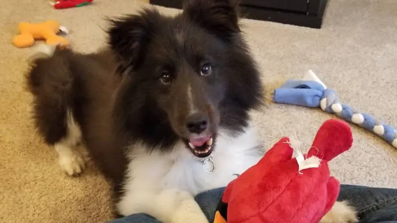 Handsome Helper Pet Care - Image 1