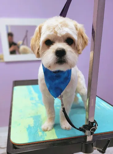 The Styling Pooch Pet Services & Supplies LLC in Phillipsburg, NJ