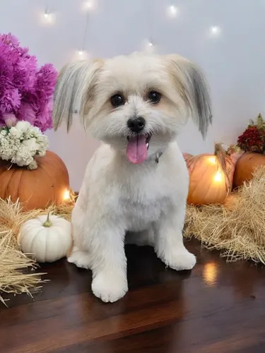 Graceful Paws Pet Salon in New Paris, OH