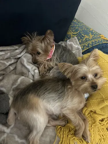 Mobile Pet Dog Grooming Homestead Fl - Image 1