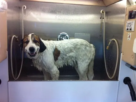 Jennifurs Mobile Pet Grooming - Image 1
