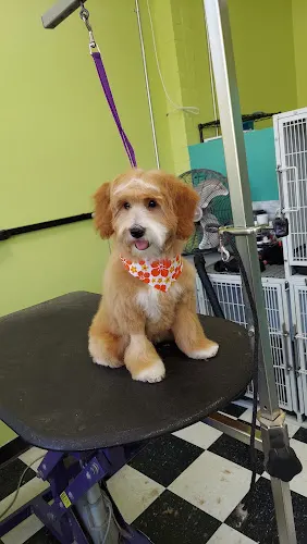 A Day at the Bay Grooming Dog - Image 1