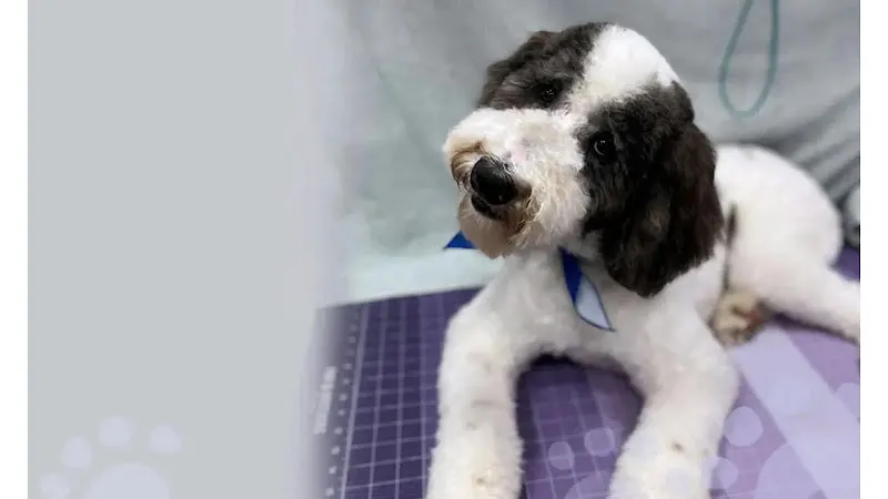 Suds and Pups Mobile Grooming - Image 1