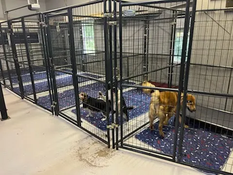 Scouts Kennel Club LLC - Image 1