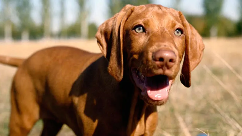 Pine Harbor Animal Hospital - Image 1