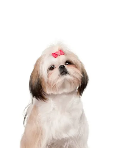 Bow Wow Barn Pet Salon in Apopka, FL
