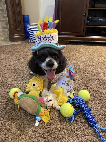 Pickle's Pet Parlor- Mobile Spa - Image 1