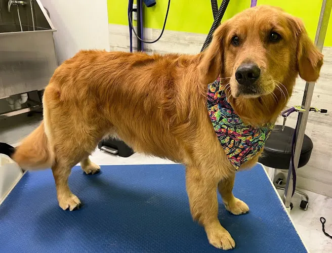 Punky Paws Canine Styling & Spa LLC - Image 1