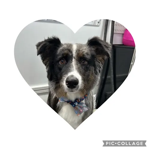 G Mobile Pet Spa - Image 1