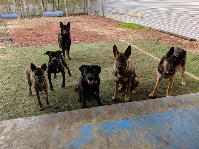 Happy Tails Doggie Daycare & Gym - Image 1