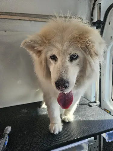 Waggy Tails Mobile Pet Grooming - Image 1
