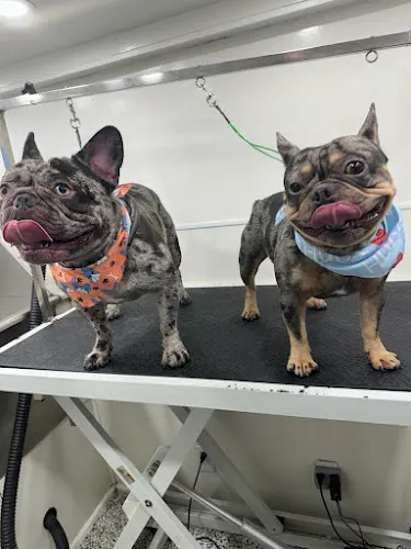 Mobile Dog Grooming Miami - Image 1