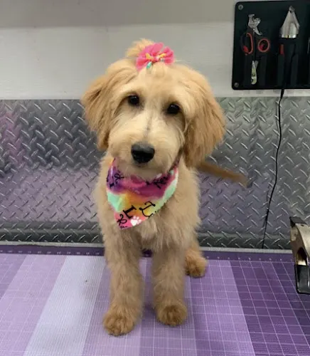 Mobile Pet Groomer Kendall - Image 1