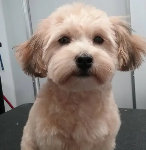 The Posh Pup Mobile Dog Grooming - Image 1