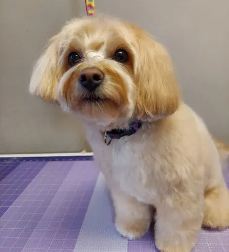 Standards Pet Grooming in Scottsdale, AZ